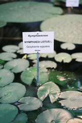 nymphea lotus