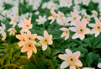 White anemones are illuminated by the setting sun, close-up selective focus. Spring landscape in the northern forest - tree anemone. Selective soft focus seeing banner or postcard