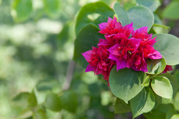Blooming bougainvillea, Bougainvillea. Purple bougainvillea flowers. Bougainvillea flowers as a background.
