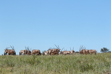 Gemsbok or South African Oryx, Kgalagadi Transfrontier Park, South Africa