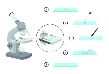 illustration of biology and medical, How to Prepare Slides and Use a Light Microscope, Techniques
Using Prepared Microscope Slides, Objects magnified under compound microscopes are mounted 