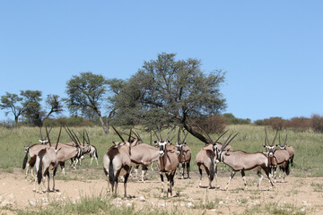 Gemsbok or South African Oryx, Kgalagadi Transfrontier Park, South Africa