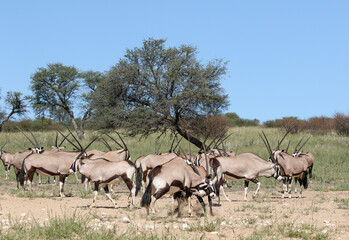 Gemsbok or South African Oryx, Kgalagadi Transfrontier Park, South Africa