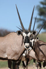 Gemsbok or South African Oryx, Kgalagadi Transfrontier Park, South Africa
