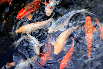 Obraz na płótnie Canvas Koi carp. Breeding ornamental fish in the pond. Bright colorful fish in shallow water