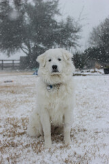 dog in snow