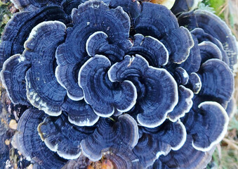 Turkey Tail Fungi © Peter