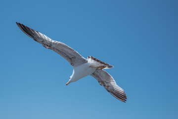 Fototapeta na wymiar seagull in flight in a very blue sky without clouds