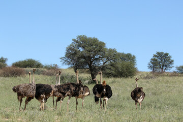 Group of Ostrich in the Kgalagadi Transfrontier Park, South Africa