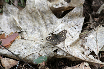 Speckled wood butterfly (Pararge aegeria) in wild nature