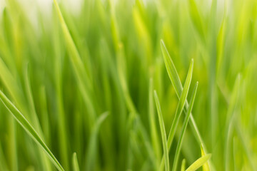 Fototapeta na wymiar Fresh green grass background macro image.