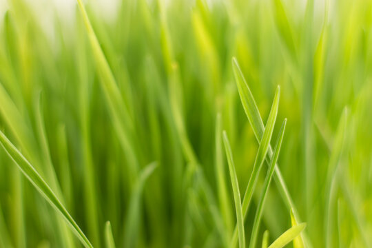 Fresh green grass background macro image.