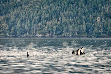 Orcas in the Johnstone Straight, British Columbia, Canada
