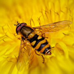 Schwebefliege auf Löwenzahnblüte