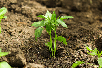 seedlings of peppers in open ground.