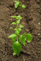 seedlings of peppers in open ground.
