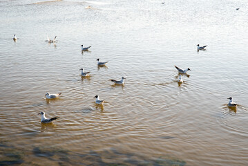 Various sea birds looking for a food on a beach.
