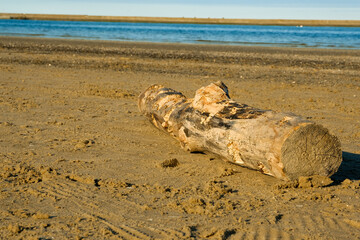 log on the shore