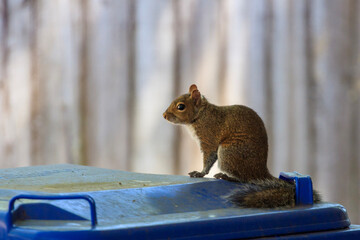 Squirrel on a Trash Can
