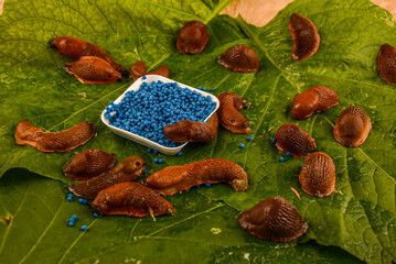 Urban gardening, organic snail and slug bait .