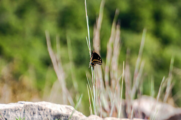 Arkansas Buutterfly