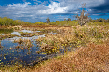 Alligator in a Swamp in Florida