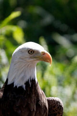American Bald Eagle Bird 