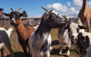 Group of small white and black american pygmy (Cameroon goat) closeup detail on head with horns, blurred farm with more animals background