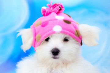White Maltese Puppy Wearing a Pink Winter Hat