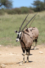 Naklejka na ściany i meble Gemsbok or South African Oryx, Kgalagadi Transfrontier Park, South Africa