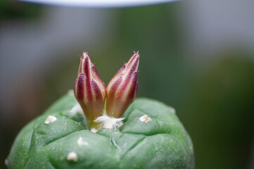 Lophophora Williamsii aka Peyote Macro Bloom Photo - obrazy, fototapety, plakaty