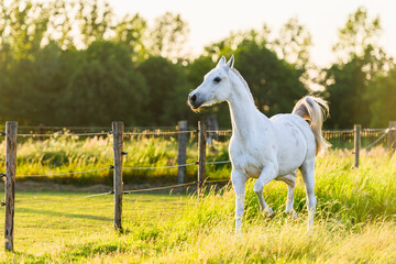 Obraz na płótnie Canvas White horse running in meadow