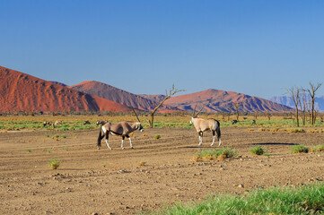 Oryx antelope in the Namib desert / Oryx antelope in the Namib Desert, Namibia, Africa.