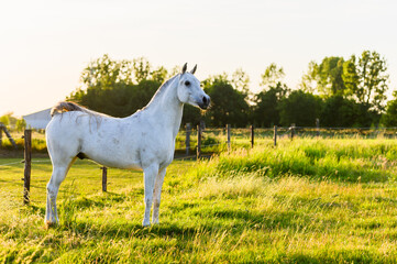 Obraz na płótnie Canvas White horse in meadow at sunset