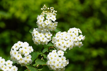 Close up white flowering Spiraea nipponica snowmound. Rose family (Rosaceae) in spring. Dutch garden, May, Netherlands.