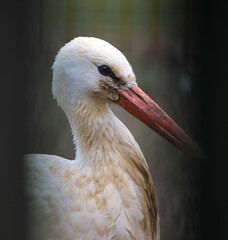 Stork Portrait