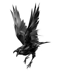 drawn bird raven on a white background in flight - 505009681