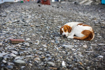 dog on the beach