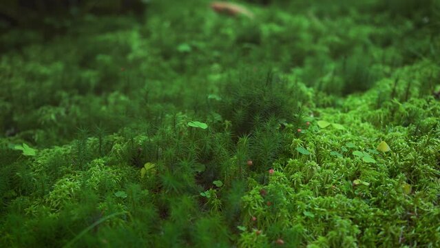 Fine green moss and tiny mushrooms growing on dark forest ground, few small twigs near, camera slides to right, closeup macro detail