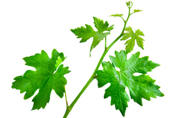 Branch of Grape leaves isolated on white background