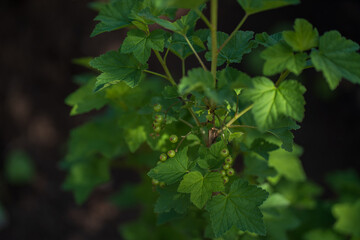 Green branch of currant on a dark background. Unripe currant berries close-up.