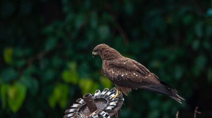 Fototapeta premium bird of prey