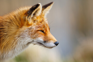 red fox portrait