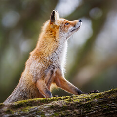 red fox portrait