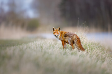 red fox in the dunes