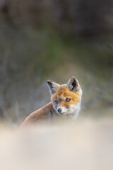 red fox cub in the dunes