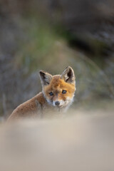 red fox cub in the dunes