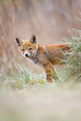 Naklejka na ściany i meble red fox cub in the dunes