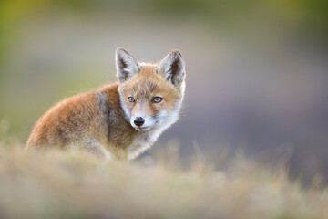Fototapeta premium red fox in the dunes