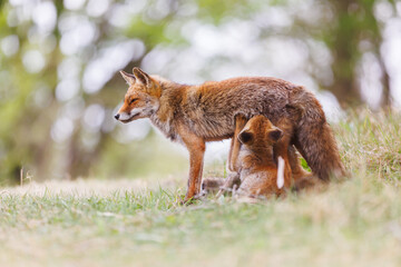 red fox fixen with cubs